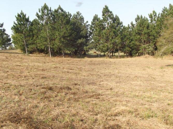 Terreno, 8 hectares - Foto 7