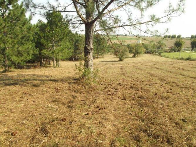 Terreno, 8 hectares - Foto 8