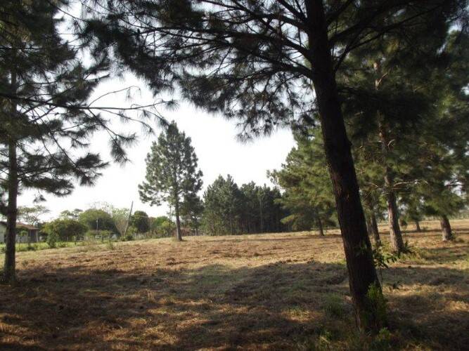 Terreno, 8 hectares - Foto 11