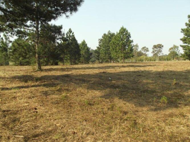 Terreno, 8 hectares - Foto 13