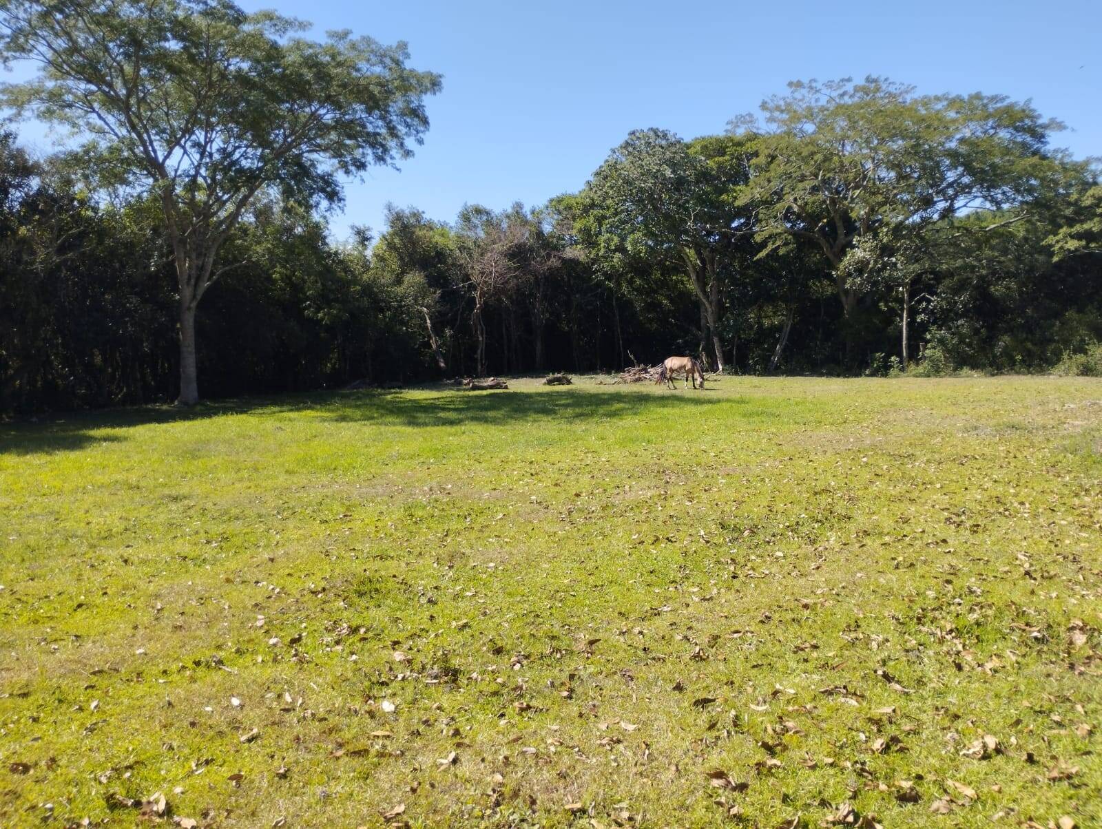 Sítio à venda com 4 quartos, 261m² - Foto 7