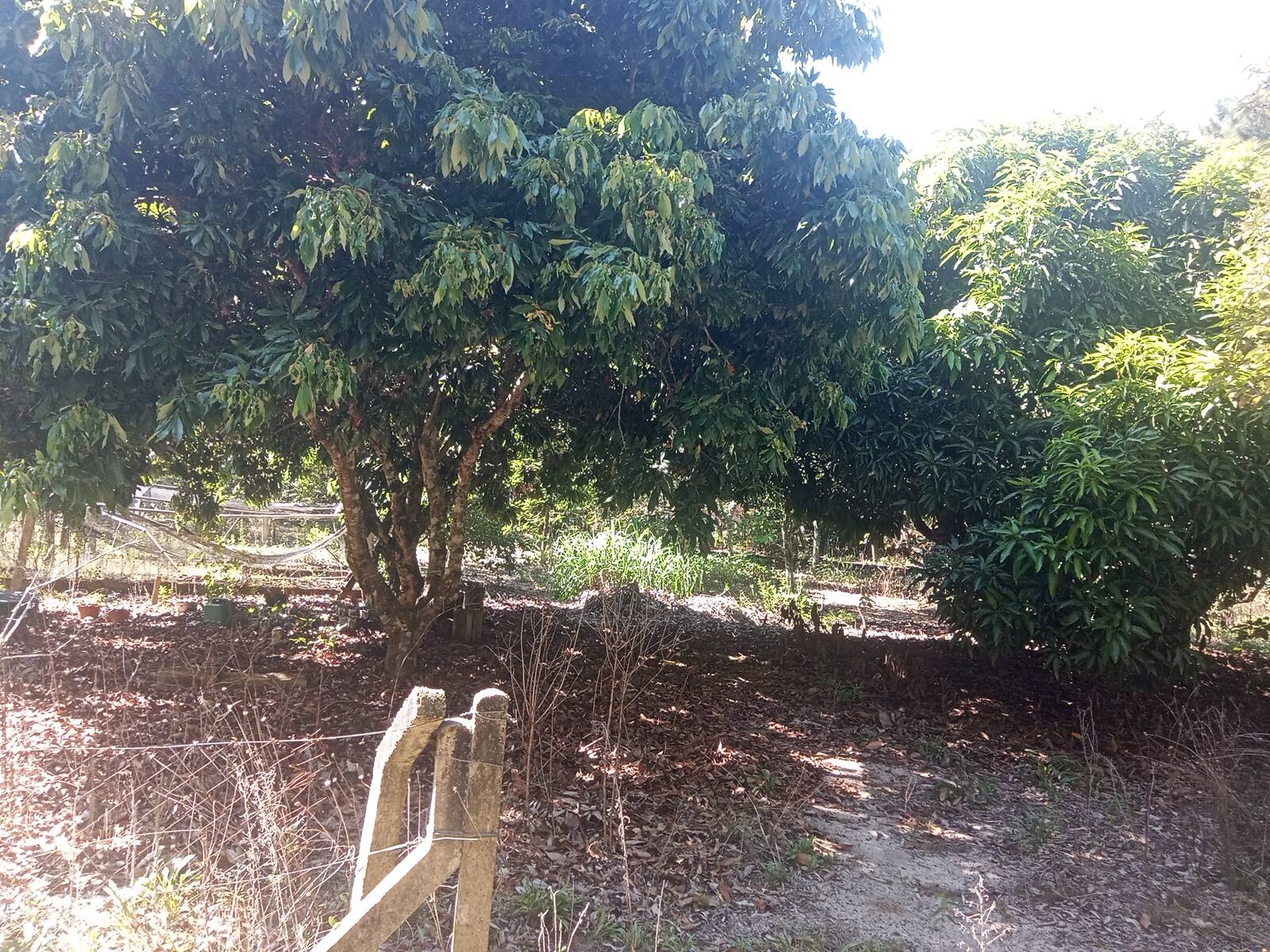 Sítio à venda com 2 quartos, 200m² - Foto 33