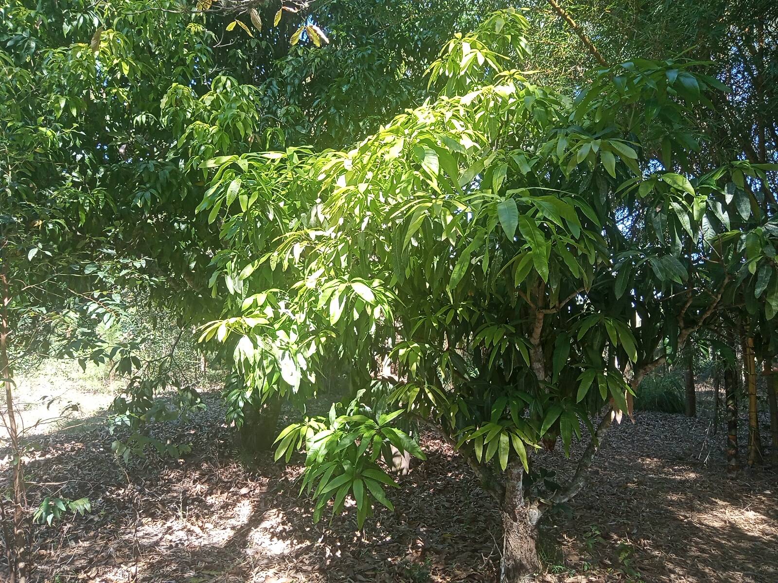 Sítio à venda com 2 quartos, 200m² - Foto 34