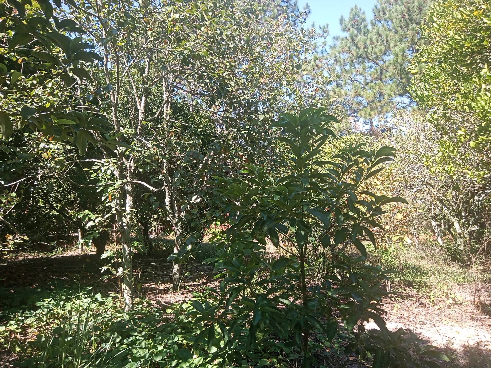 Sítio à venda com 2 quartos, 200m² - Foto 40