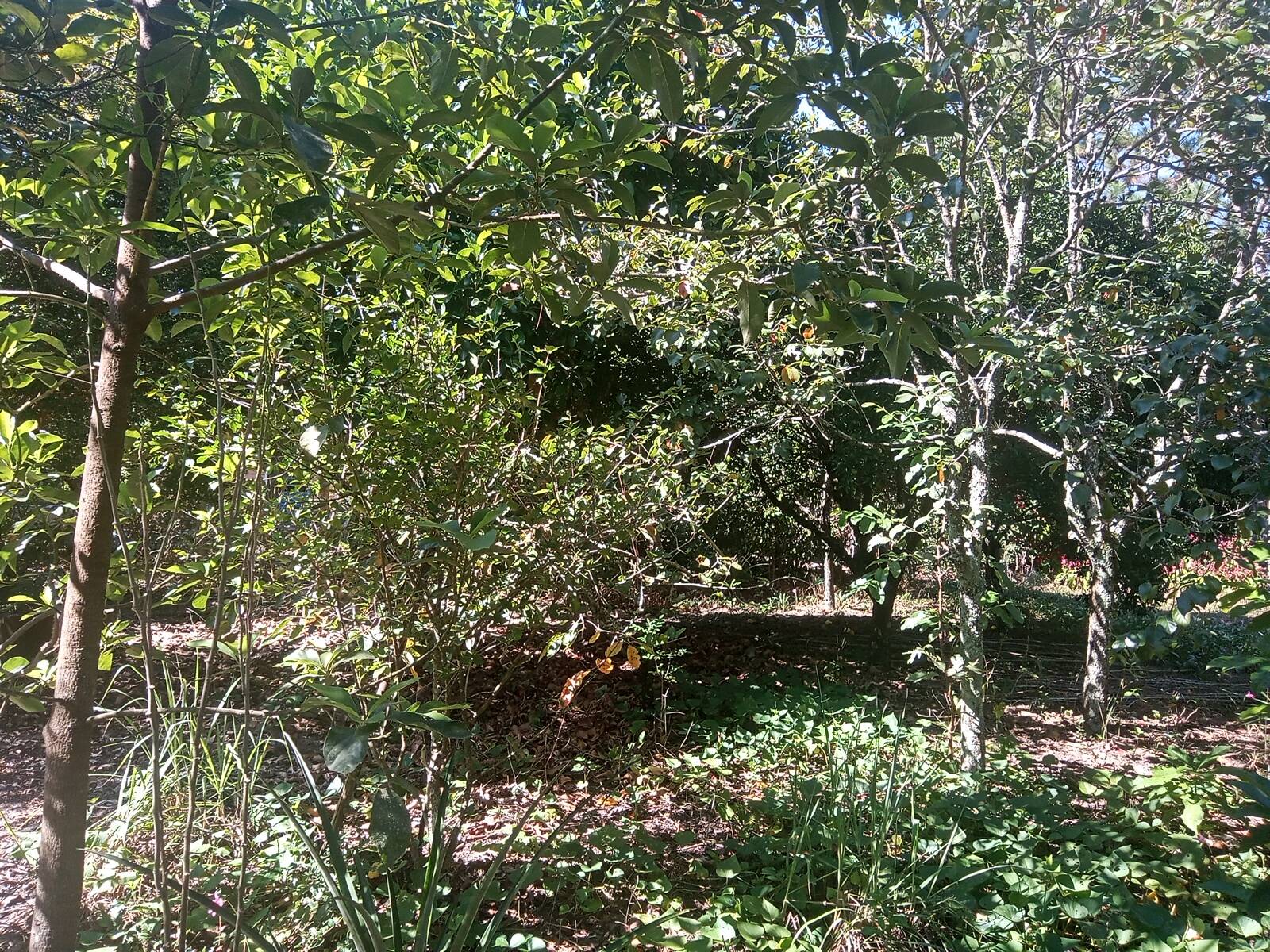 Sítio à venda com 2 quartos, 200m² - Foto 41