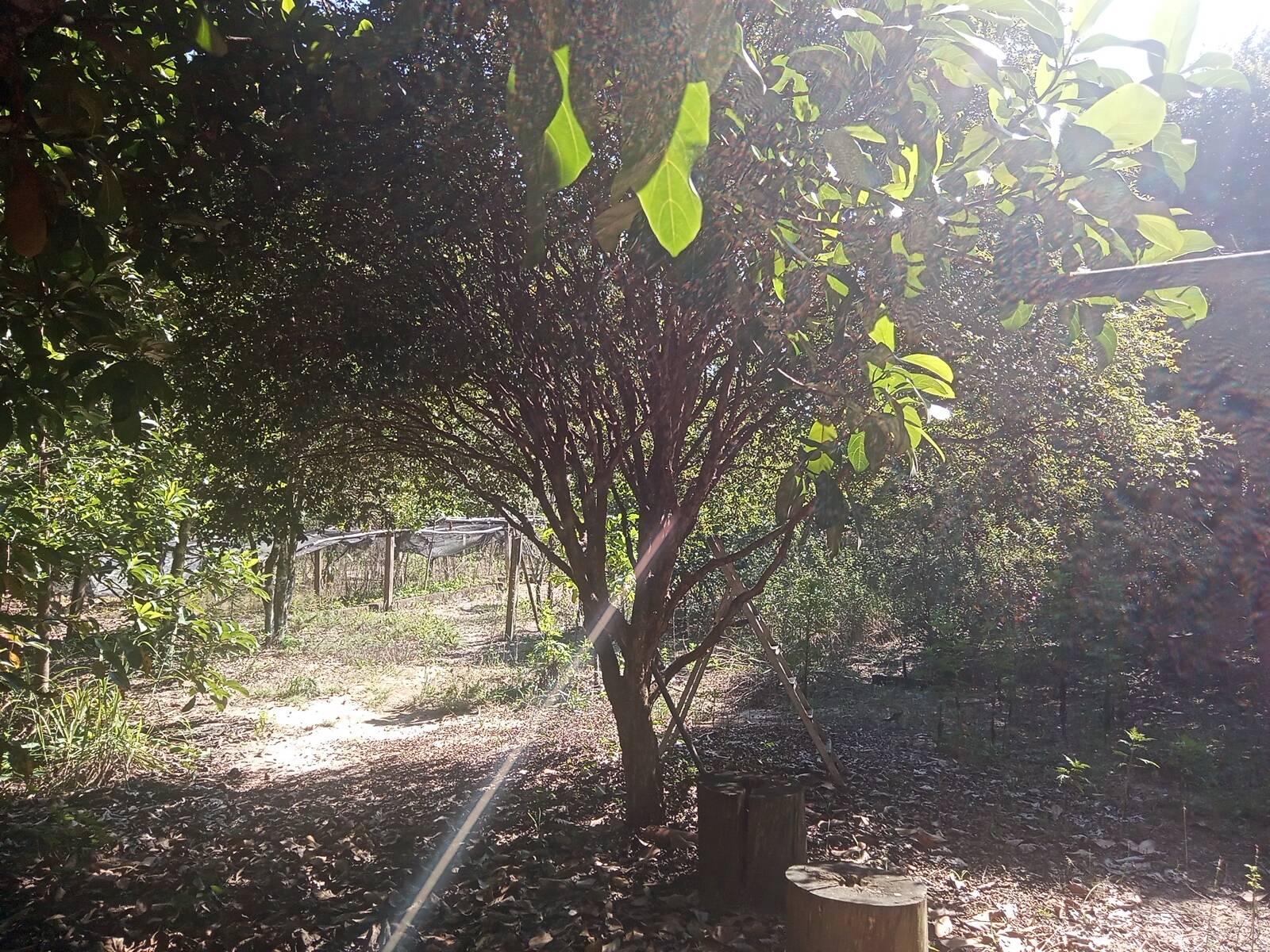 Sítio à venda com 2 quartos, 200m² - Foto 45