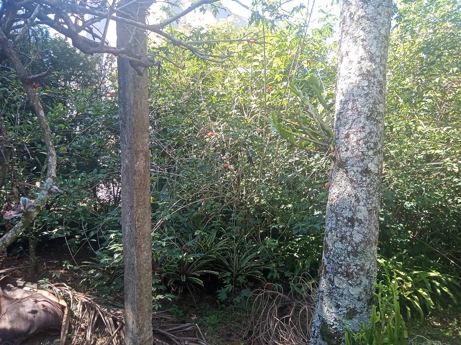 Sítio à venda com 2 quartos, 200m² - Foto 52