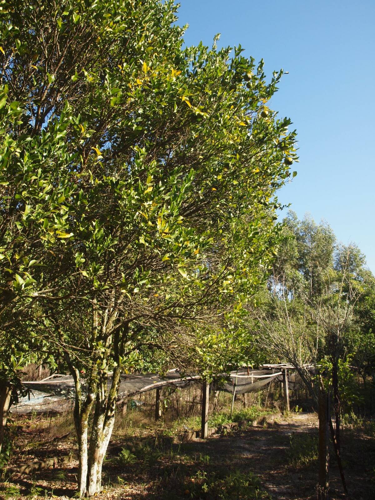 Sítio à venda com 2 quartos, 200m² - Foto 67
