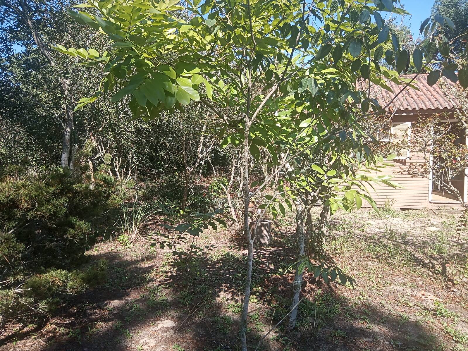 Sítio, 3 quartos, 2056 m² - Foto 14