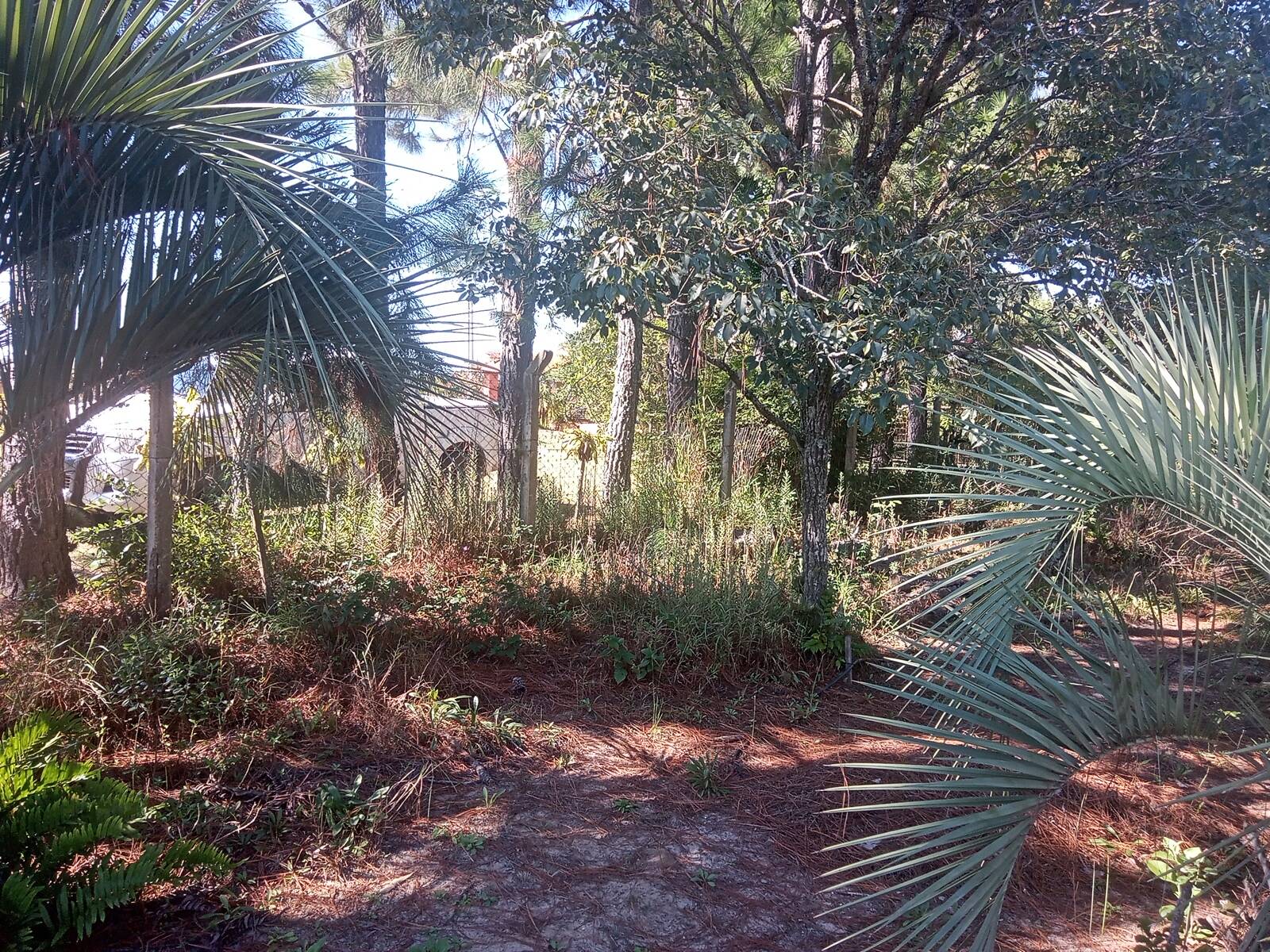 Sítio, 3 quartos, 2056 m² - Foto 16