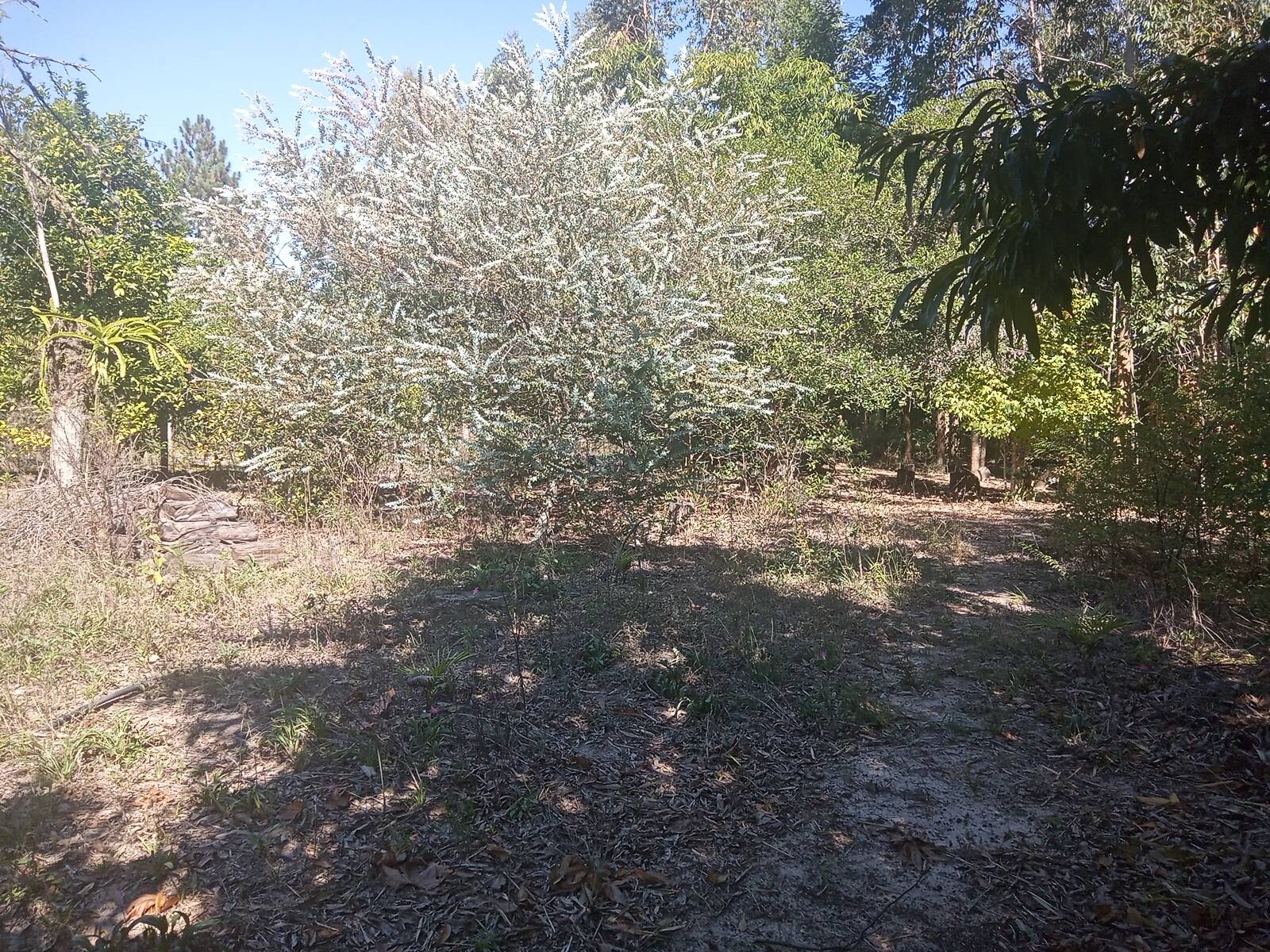 Sítio, 3 quartos, 2056 m² - Foto 17