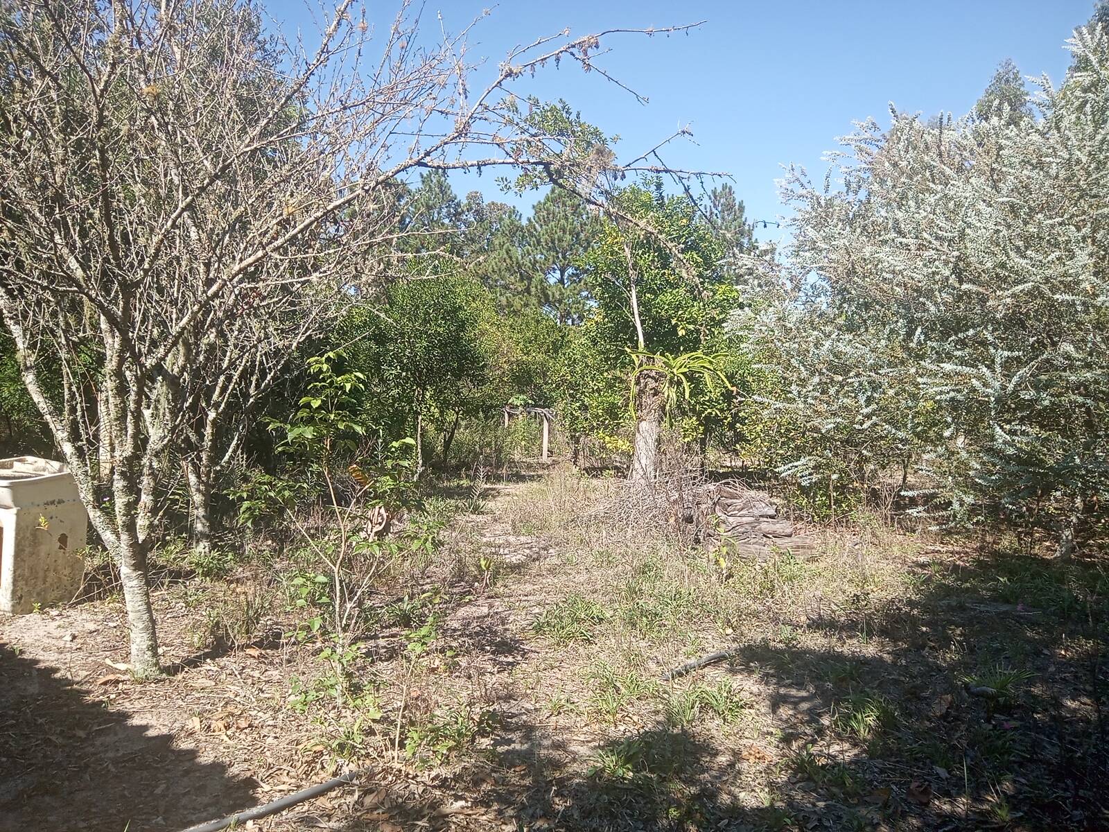 Sítio, 3 quartos, 2056 m² - Foto 18