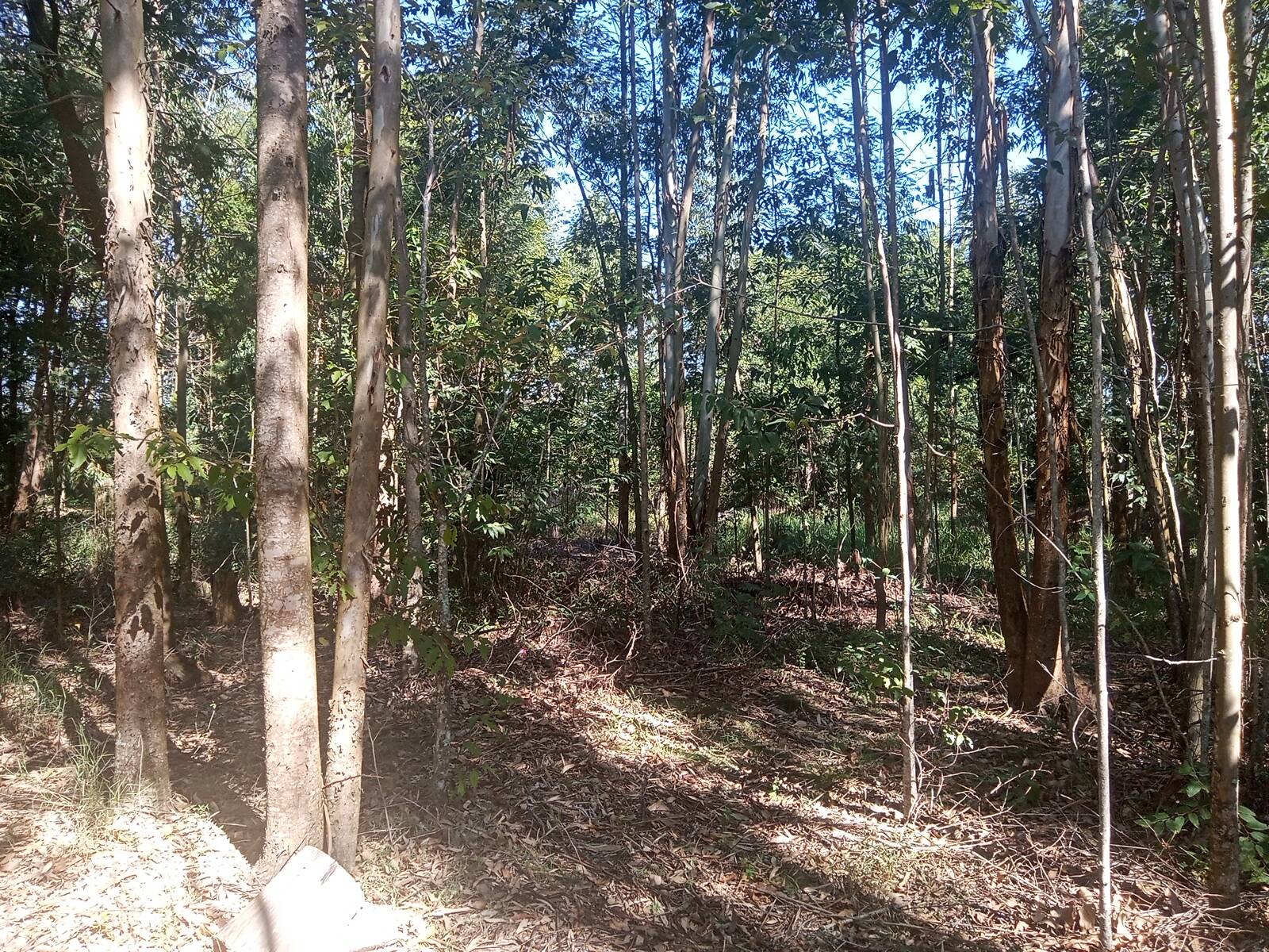 Sítio, 3 quartos, 2056 m² - Foto 19