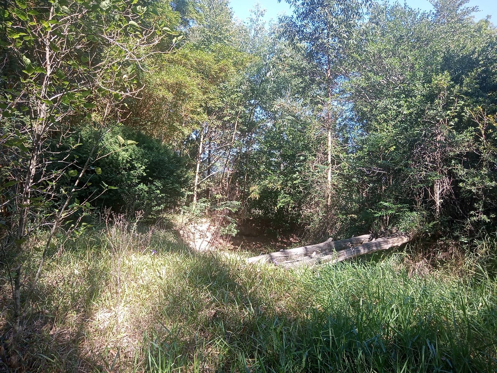 Sítio, 3 quartos, 2056 m² - Foto 21