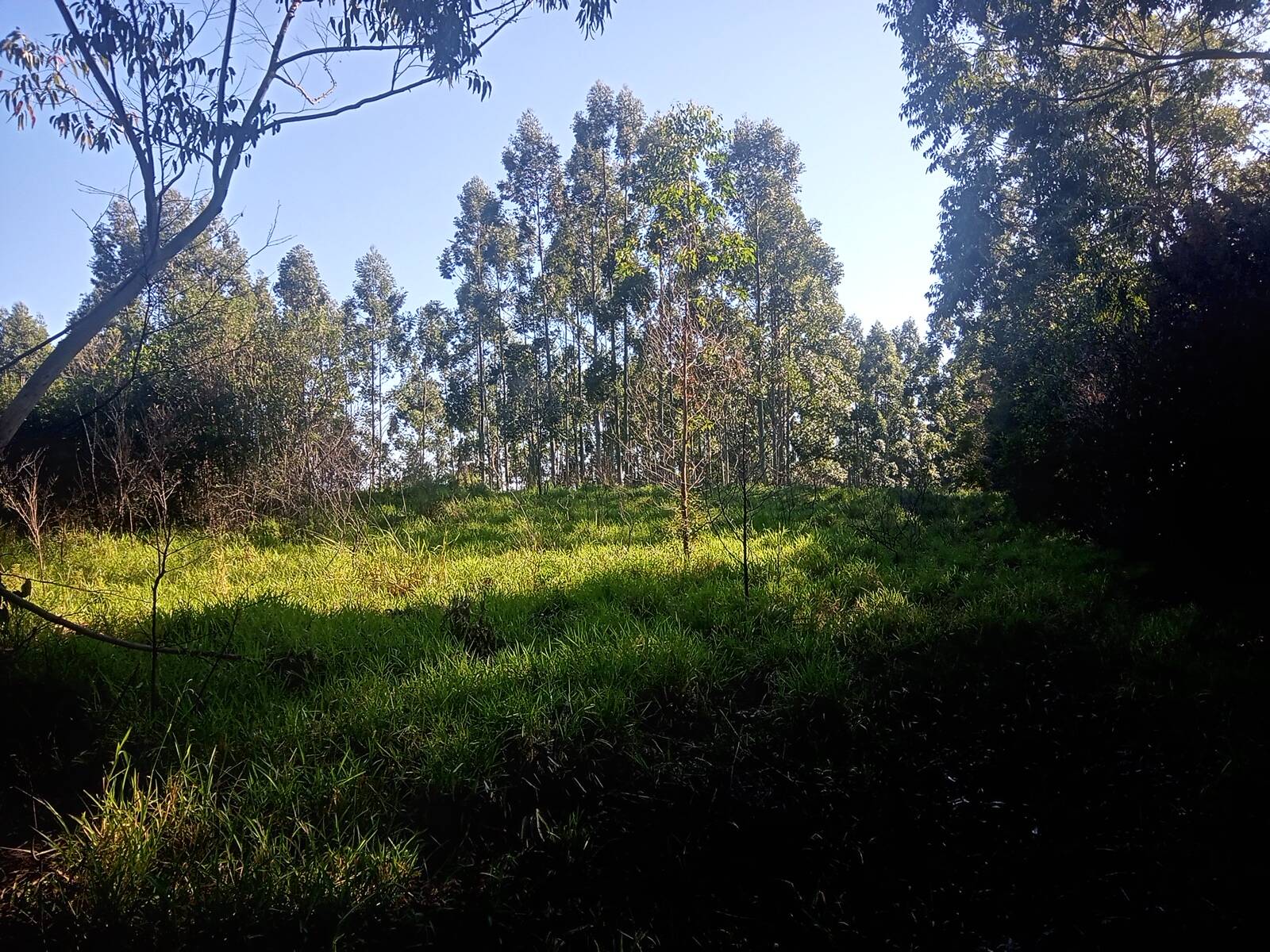 Terreno, 3 hectares - Foto 2