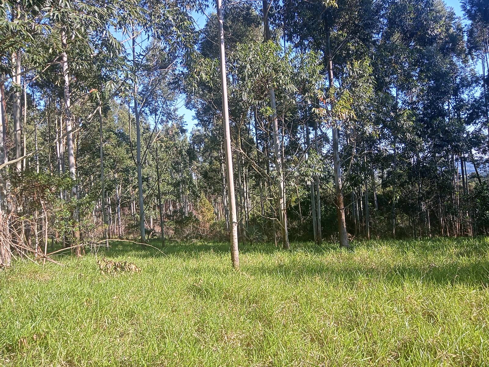 Terreno, 3 hectares - Foto 6