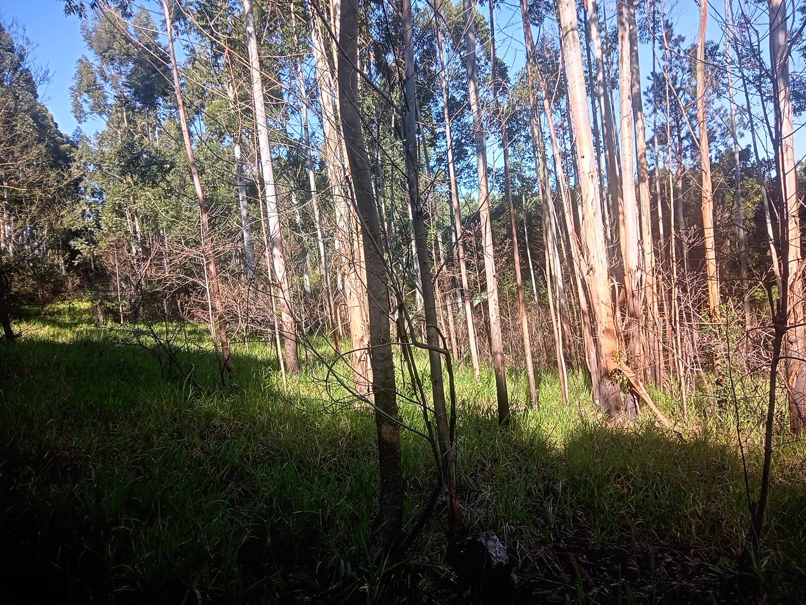 Terreno, 3 hectares - Foto 11