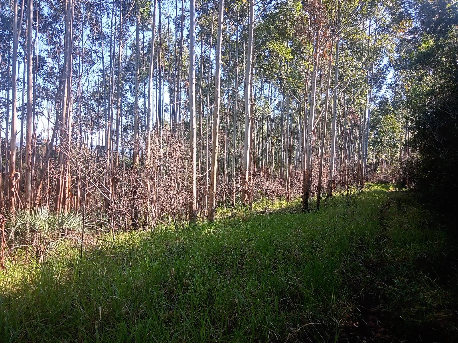 Terreno, 3 hectares - Foto 12