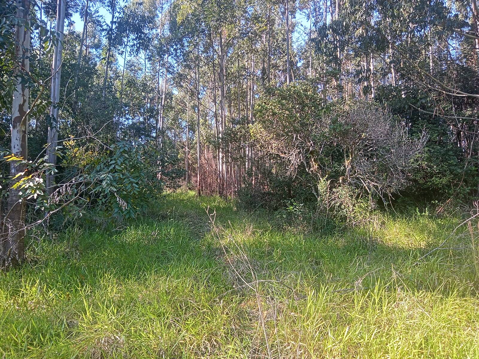 Terreno, 3 hectares - Foto 15