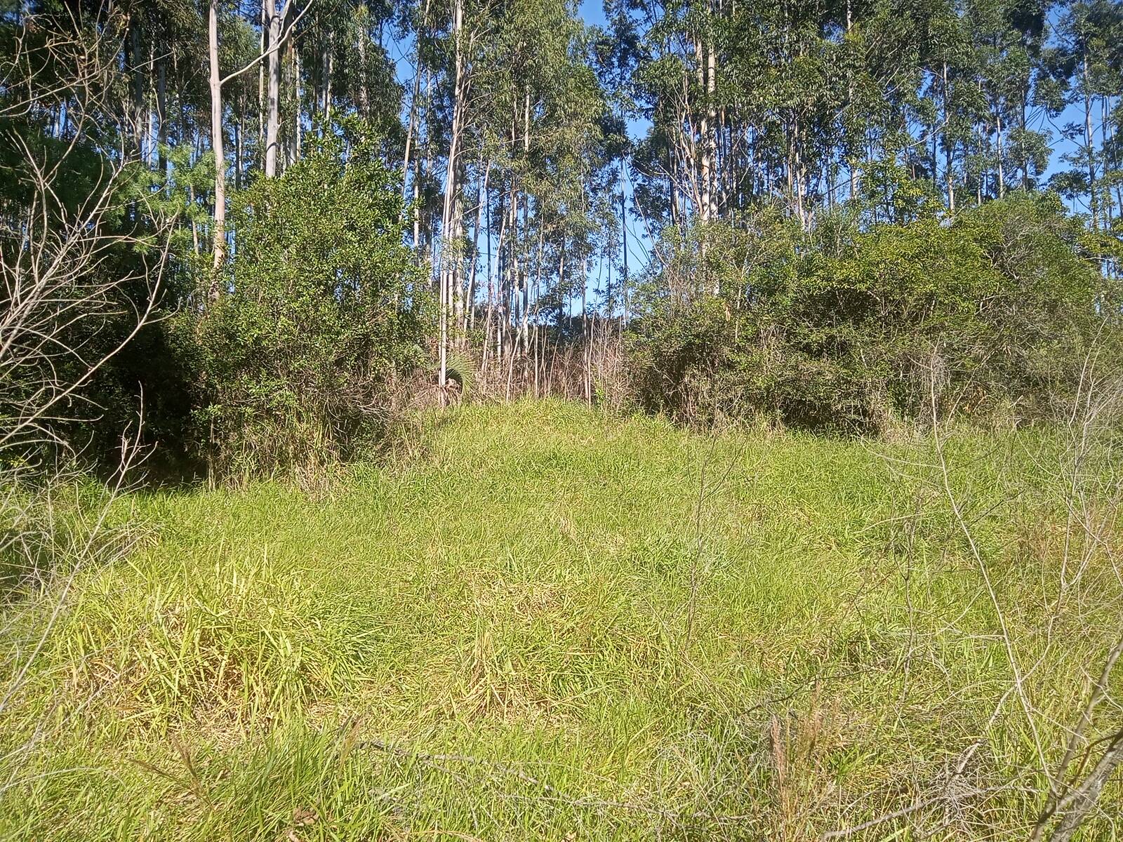 Terreno, 3 hectares - Foto 16