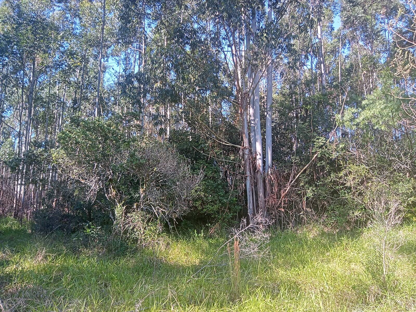 Terreno, 3 hectares - Foto 17