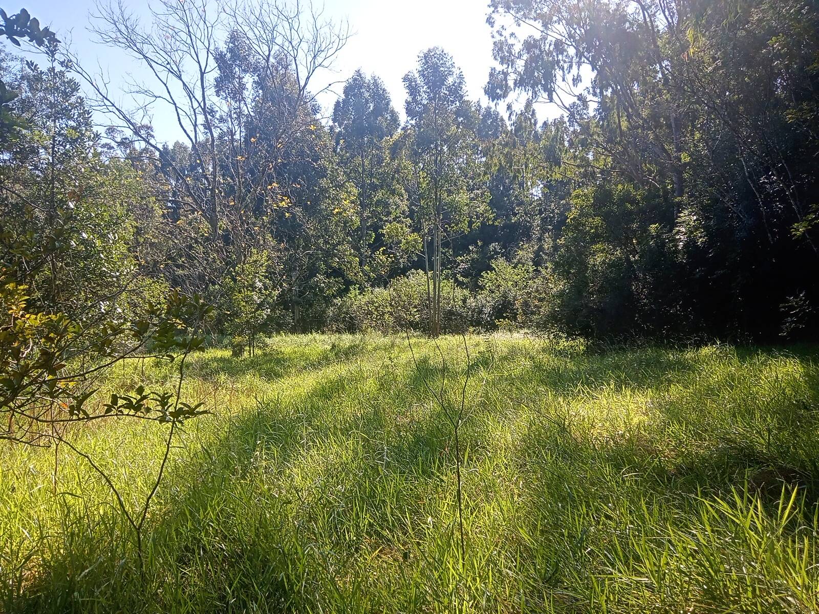 Terreno, 3 hectares - Foto 18