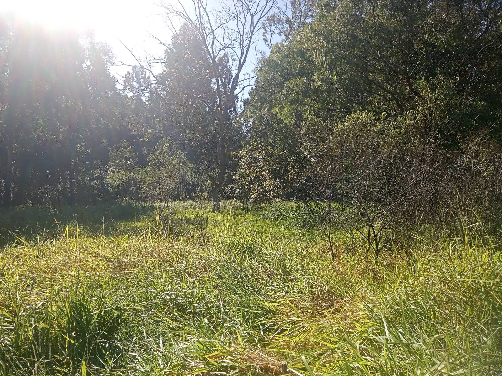 Terreno, 3 hectares - Foto 20