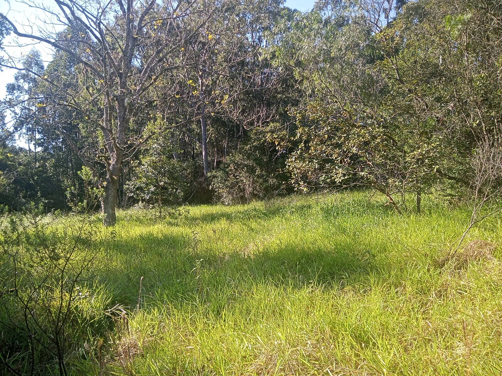 Terreno, 3 hectares - Foto 21