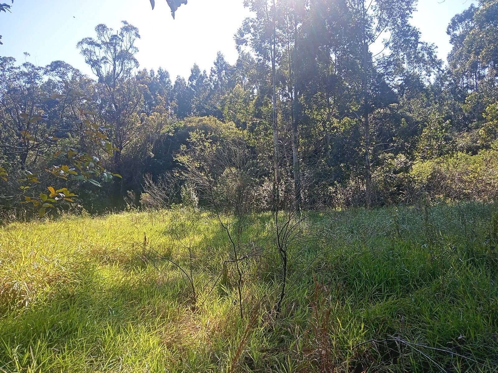 Terreno, 3 hectares - Foto 22