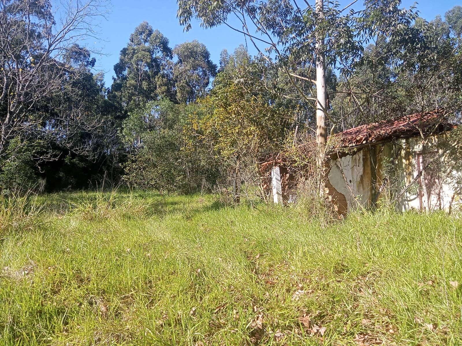 Terreno, 3 hectares - Foto 24