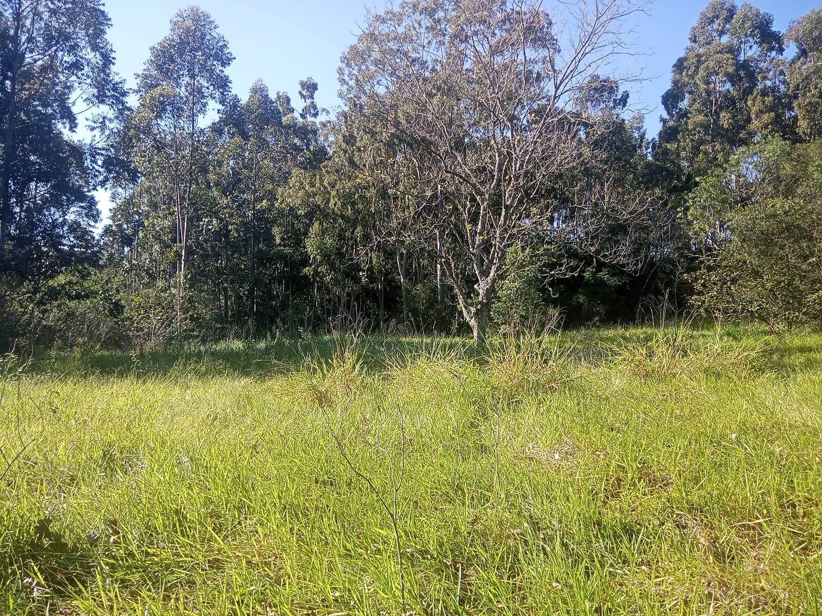 Terreno, 3 hectares - Foto 25