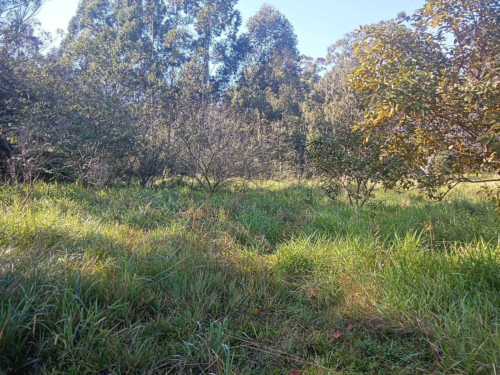 Terreno, 3 hectares - Foto 29