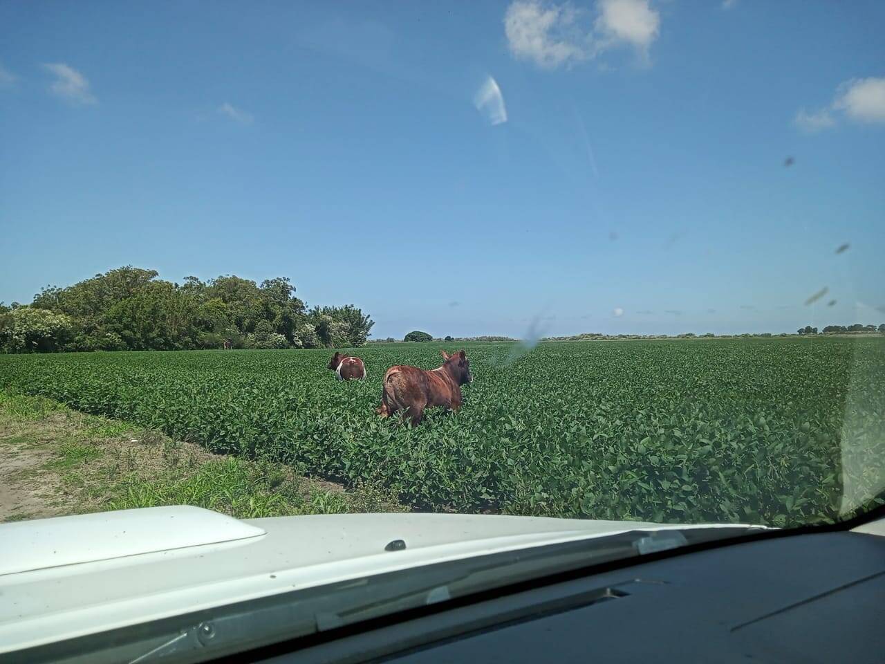 Terreno, 133 m² - Foto 7