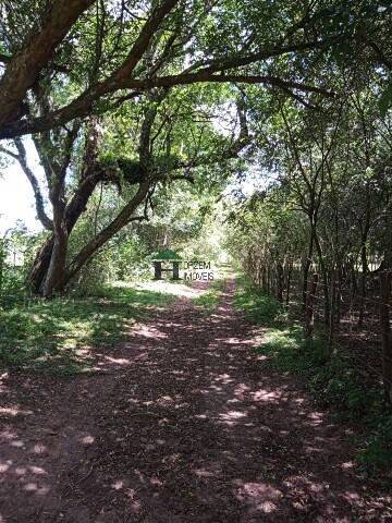 Sítio, 3 quartos, 6 hectares - Foto 4