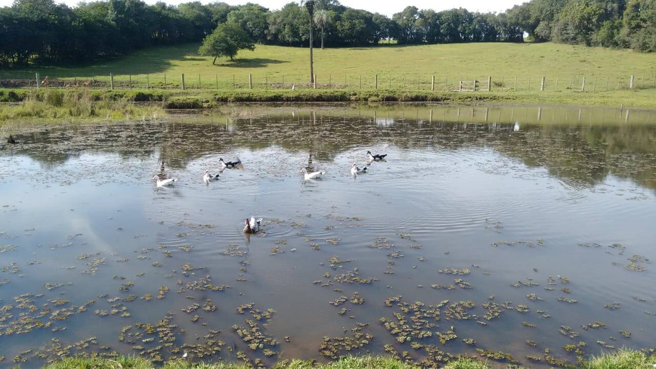 Sítio, 3 quartos, 6 hectares - Foto 56