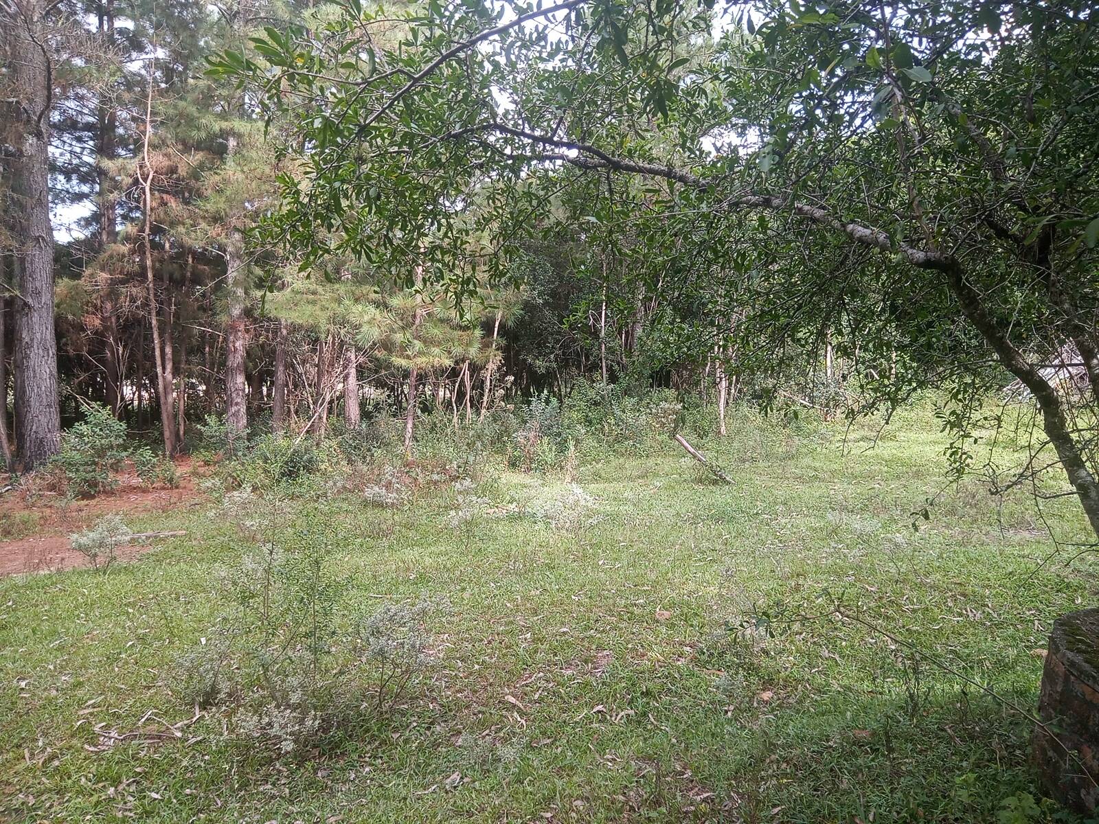 Sítio à venda com 1 quarto, 140m² - Foto 6