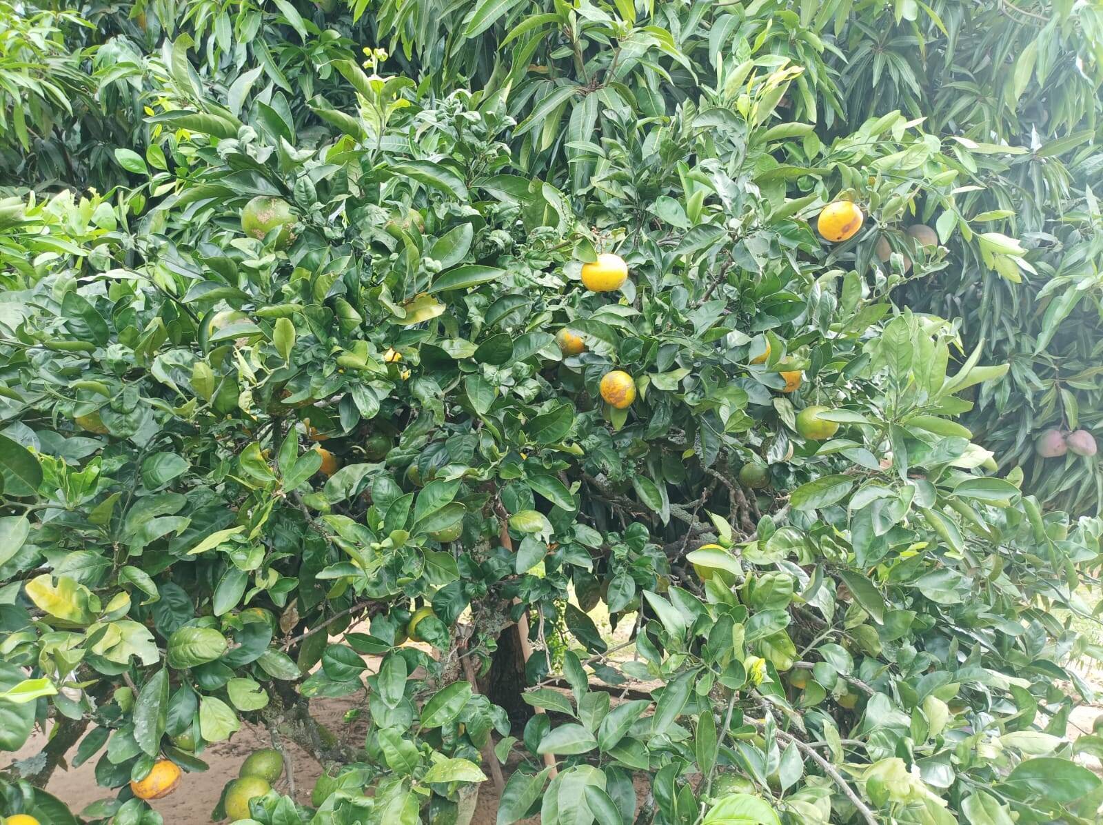 Casa, 2 quartos, 120 m² - Foto 26