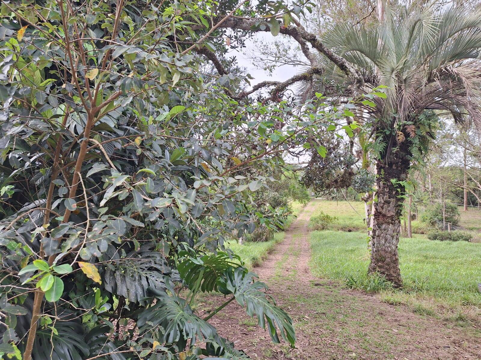 Sítio à venda com 2 quartos, 60m² - Foto 18
