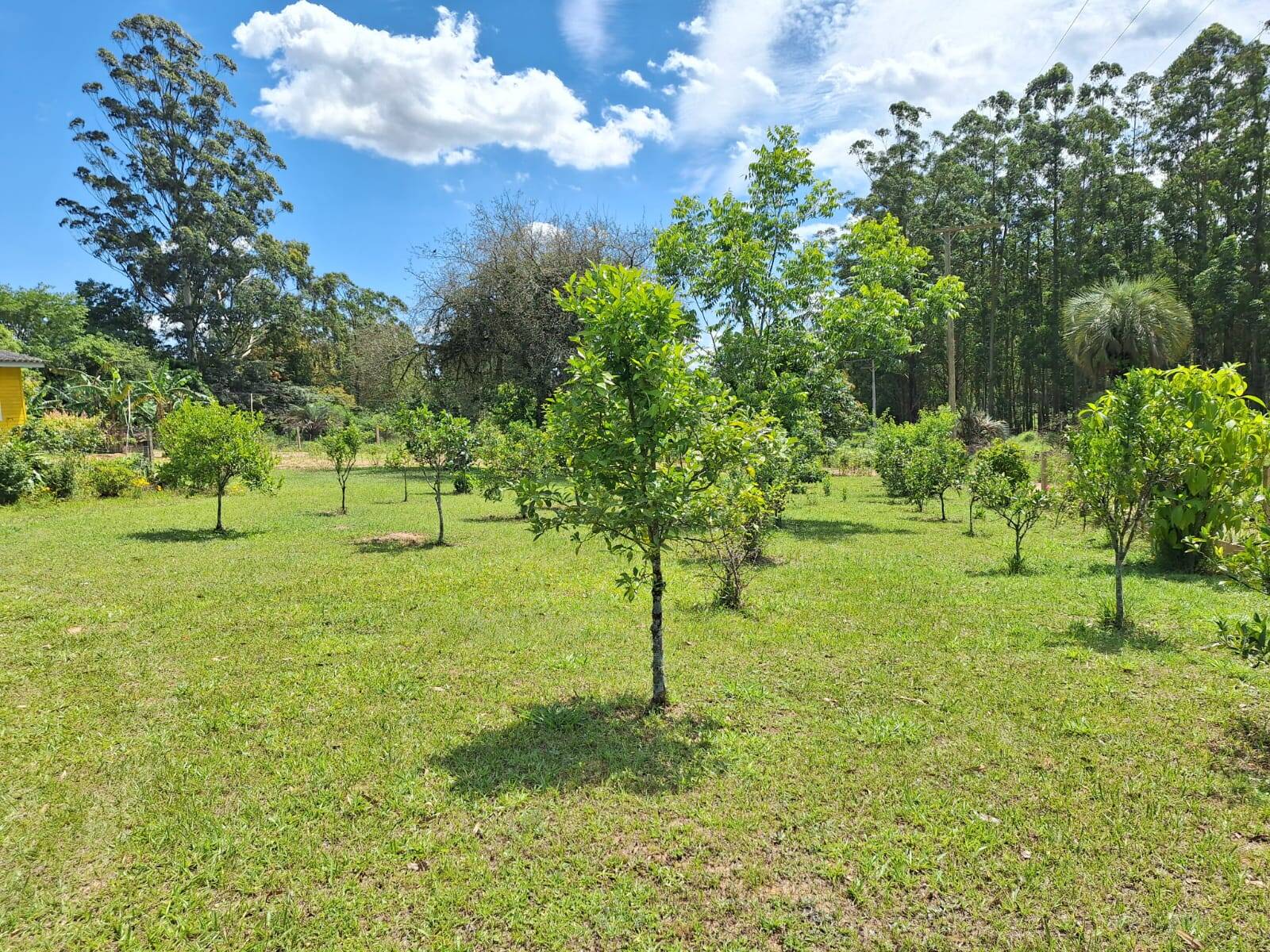 Sítio à venda com 2 quartos, 99m² - Foto 3
