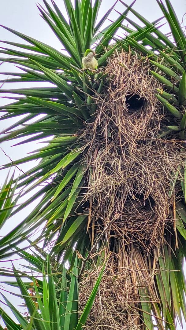 Casa, 4 quartos, 300 m² - Foto 35