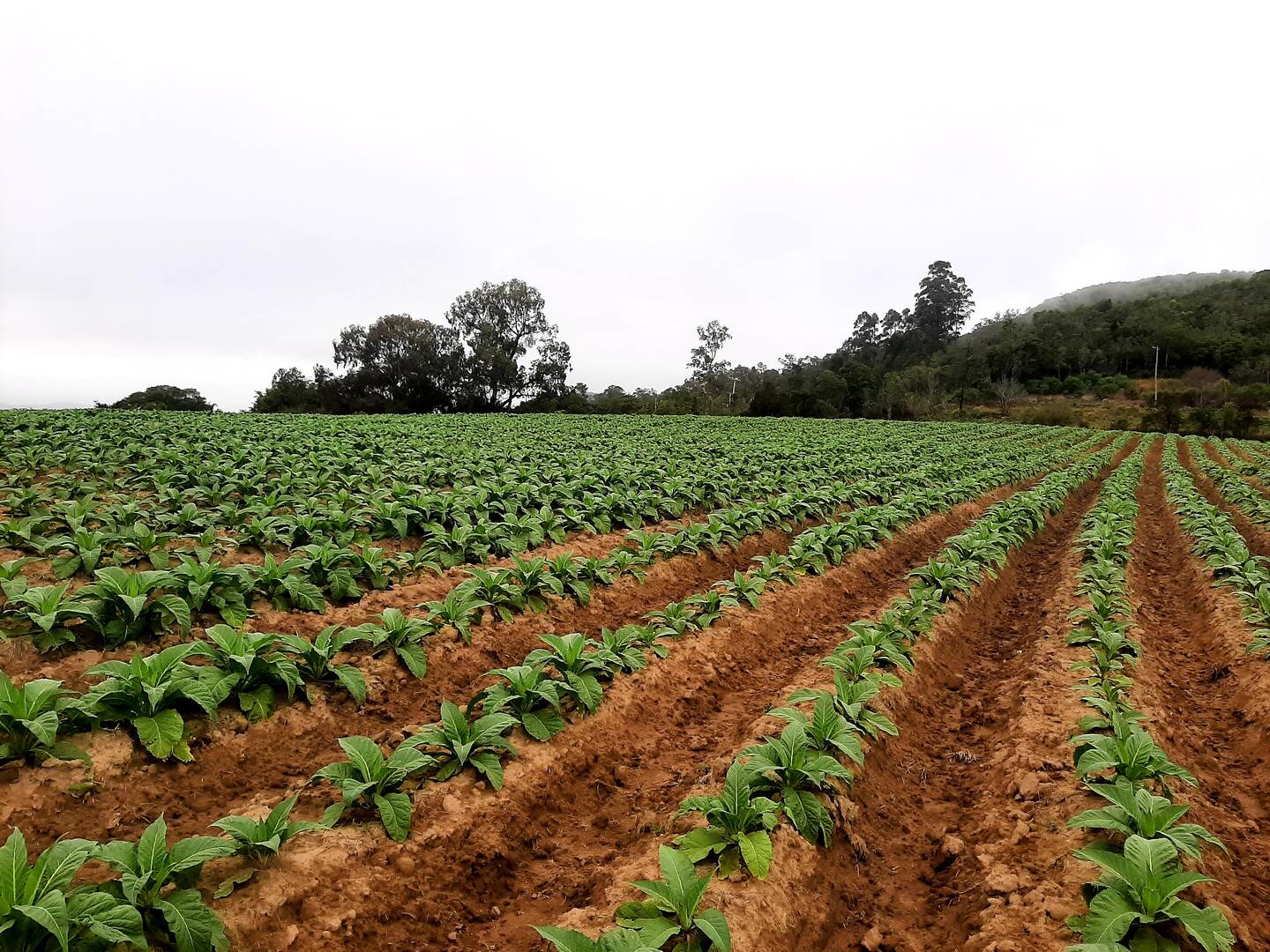 Terreno, 1 hectares - Foto 1