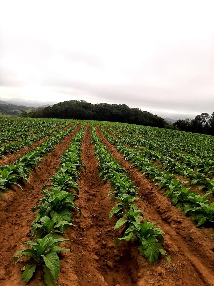 Terreno, 1 hectares - Foto 2