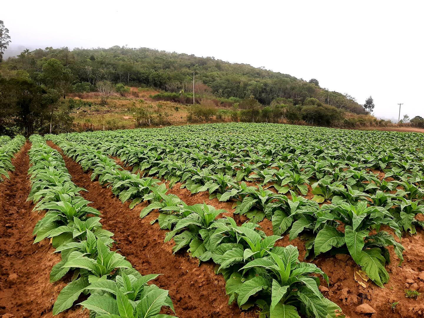 Terreno, 1 hectares - Foto 1