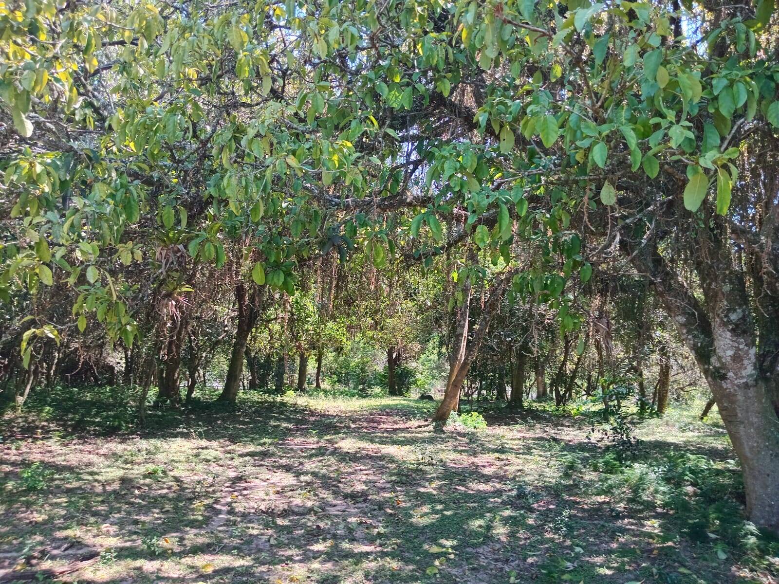 Sítio à venda com 2 quartos, 20000m² - Foto 3