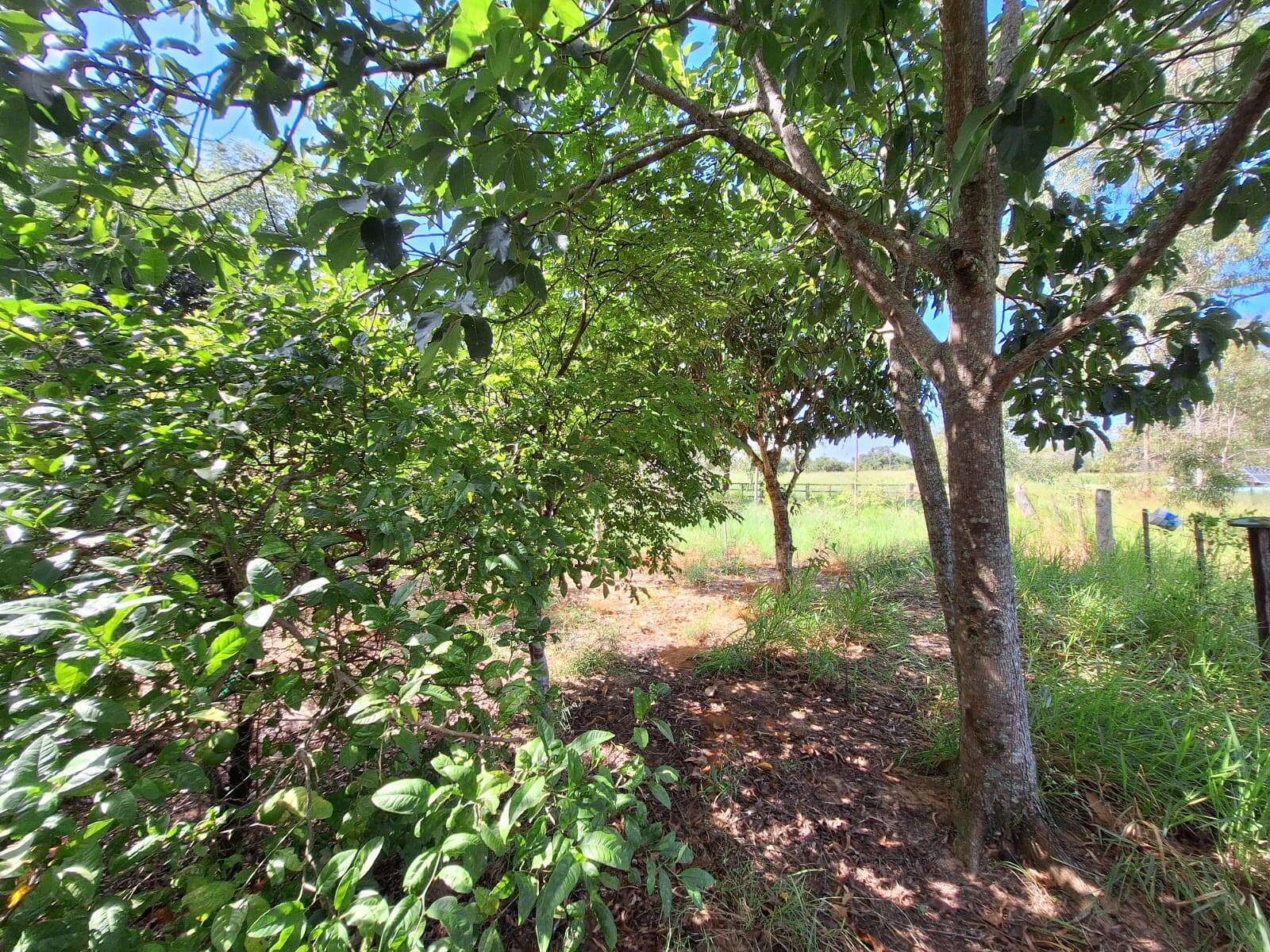 Sítio à venda com 3 quartos, 10500m² - Foto 16
