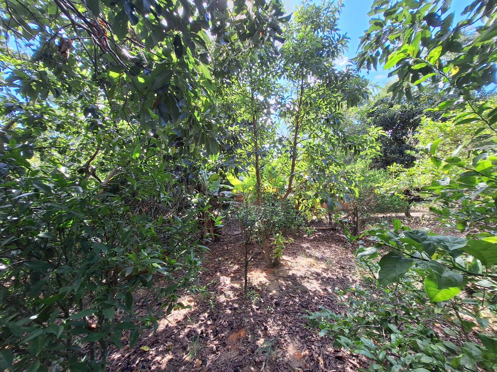 Sítio à venda com 3 quartos, 10500m² - Foto 19