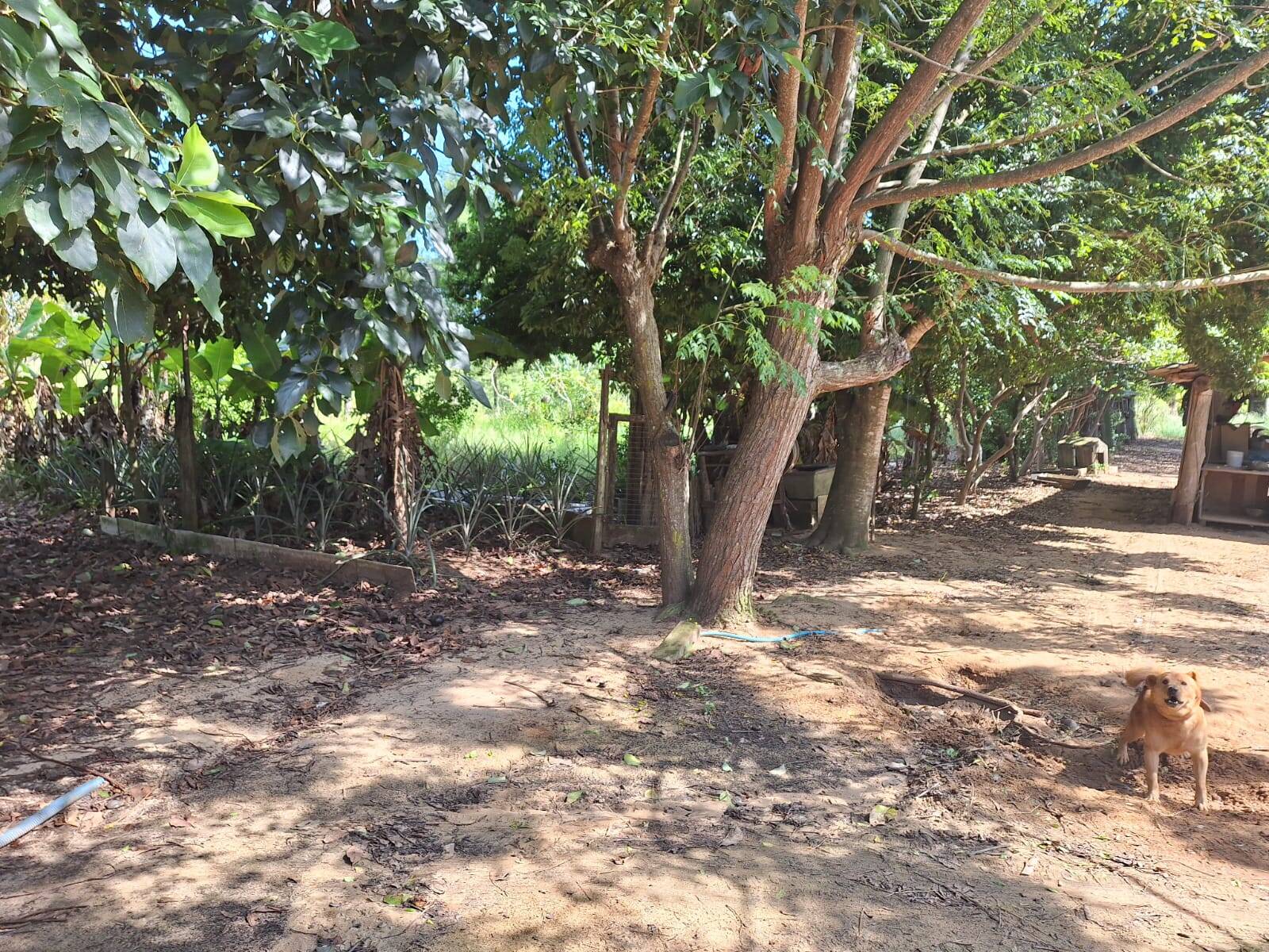 Sítio à venda com 3 quartos, 10500m² - Foto 27