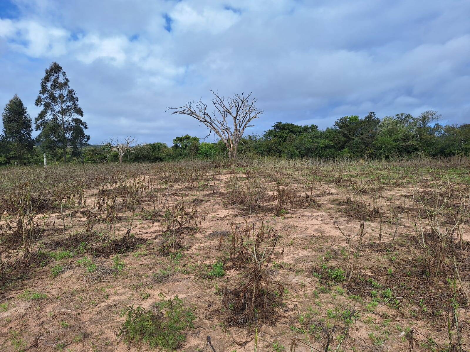 Terreno, 10000 m² - Foto 9