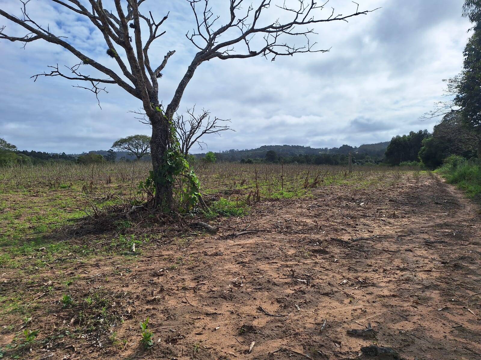 Terreno, 10000 m² - Foto 13