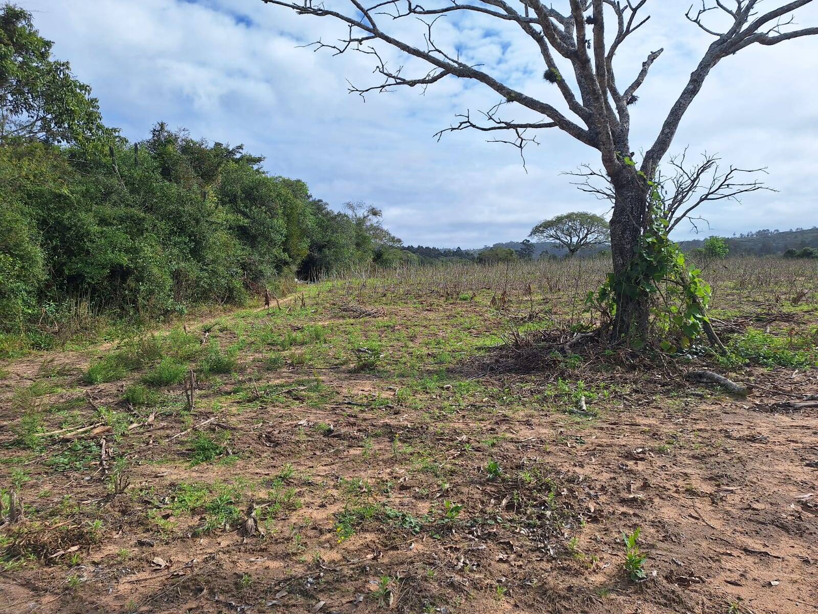 Terreno, 10000 m² - Foto 14